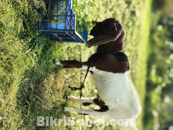 তোতাপুরী করস দুই মাসের গাভীন ১০০% কোয়ালিটি ফুল